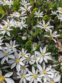 Sanguinaria canadensis Bloodroot wildflower with white spring blooms