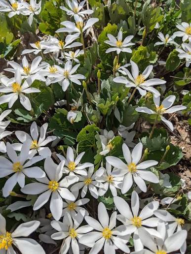 Bloodroot Sanguinaria canadensis seeds for woodland and shade gardens