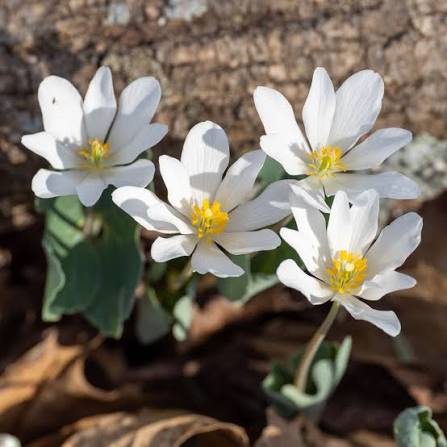 Bloodroot Sanguinaria canadensis seeds for woodland garden planting