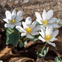 Bloodroot Sanguinaria canadensis seeds for woodland garden planting