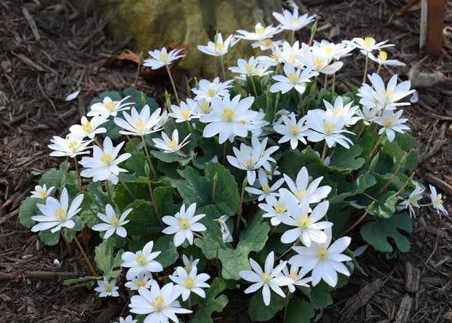 Bloodroot wildflower with white petals and rounded lobed green leaves