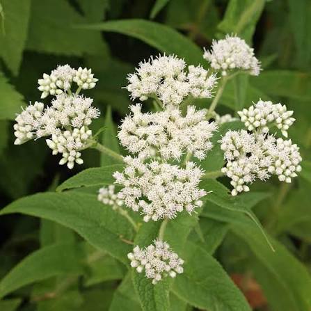 Boneset perennial herb with distinctive paired green leaves