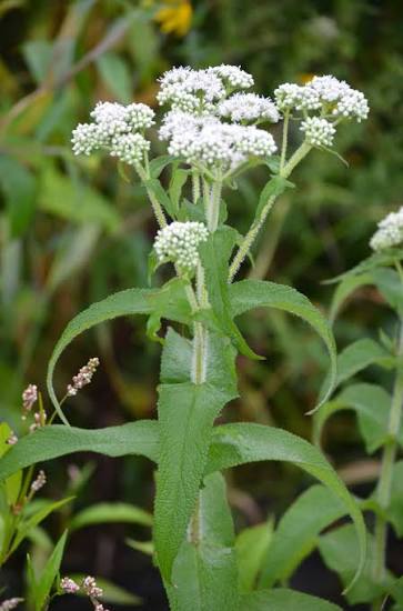Eupatorium perfoliatum Boneset seeds for native plant gardening