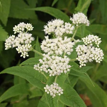 Boneset Eupatorium perfoliatum seeds for botanical gardening