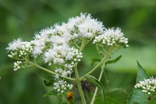 Common Boneset perennial herb with distinctive green foliage