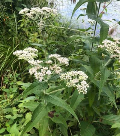 Boneset Eupatorium perfoliatum seeds for native plant gardening