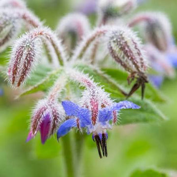 Borago officinalis borage seeds for garden cultivation