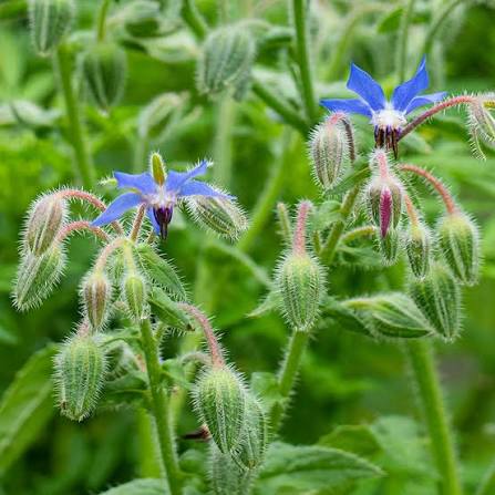 Borage herb plant with green hairy leaves and blue star-shaped flowers