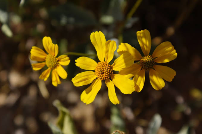 Encelia farinosa Seeds Brittlebush for Desert Landscapes and Native Garden Spaces