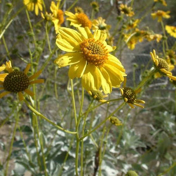 Brittlebush Encelia farinosa seeds for desert gardens and landscaping