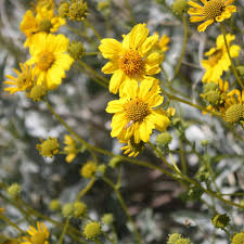 Brittlebush Encelia farinosa seeds for desert garden planting