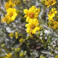 Brittlebush shrub with silvery-gray foliage and bright yellow daisy-like flowers