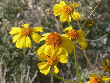 Encelia farinosa Brittlebush seeds for desert landscapes and native gardens