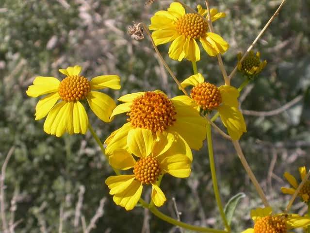 Encelia farinosa Brittlebush seeds for desert landscapes and native gardens