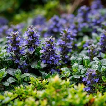 Bugle Ajuga reptans Seeds for Ground Cover, Cottage Gardens, Shaded Landscapes, and Natural Garden Spaces