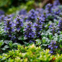 Bugle Ajuga reptans Seeds for Ground Cover, Cottage Gardens, Shaded Landscapes, and Natural Garden Spaces