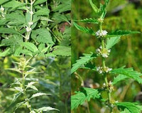 Lycopus americanus Bugleweed plant with green foliage