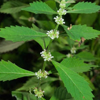 1. Lycopus americanus herbaceous perennial for moist gardens and native plant collections