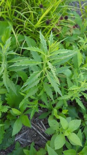Bugle Plant Ajuga reptans seeds for garden borders and ground cover