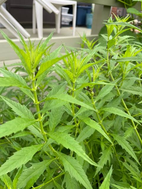 Lycopus americanus foliage with toothed green leaves