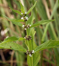 Lycopus americanus plant with green serrated foliage