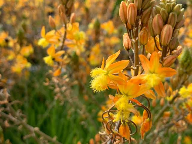 Bulbine frutescens succulent perennial with narrow green foliage and flower spikes