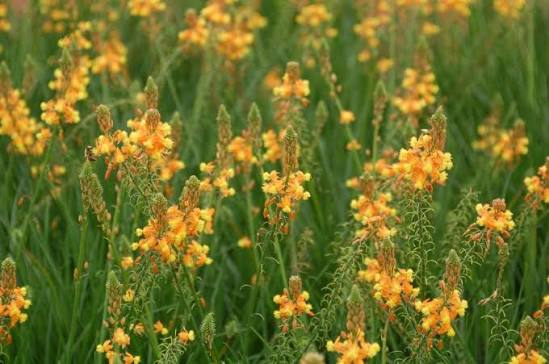 Bulbine Burn Jelly Plant Bulbine frutescens seeds for ornamental gardening