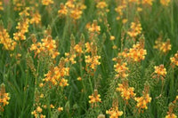 Bulbine frutescens Burn Jelly Plant seeds for home gardening