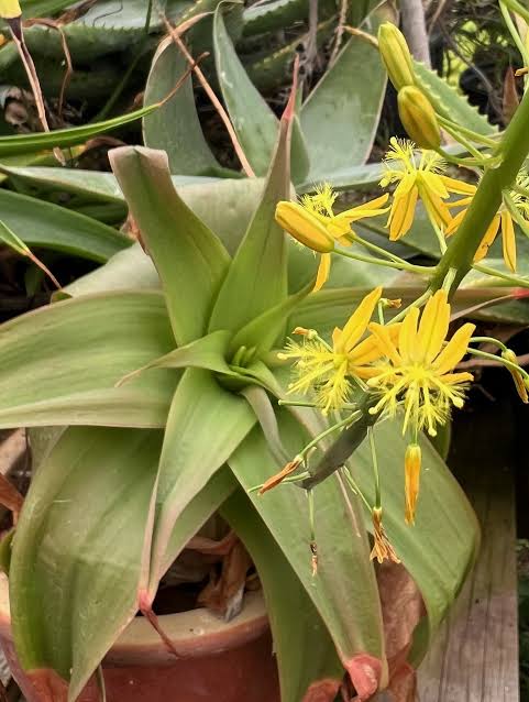 Bulbine Natal Bulbine natalensis seeds for botanical gardening