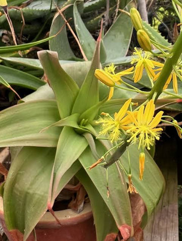 Bulbine Natal Bulbine natalensis seeds for botanical gardening