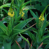 Bulbine Natal Bulbine natalensis Seeds for Home Gardens, Ornamental Planting, and Natural Garden Landscapes