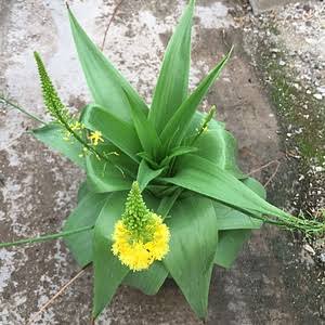 Natal Bulbine Bulbine natalensis seeds for botanical gardening