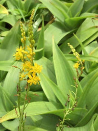Bulbine natalensis botanical plant for home garden planting