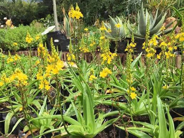 Natal Bulbine Bulbine natalensis seeds for home gardening