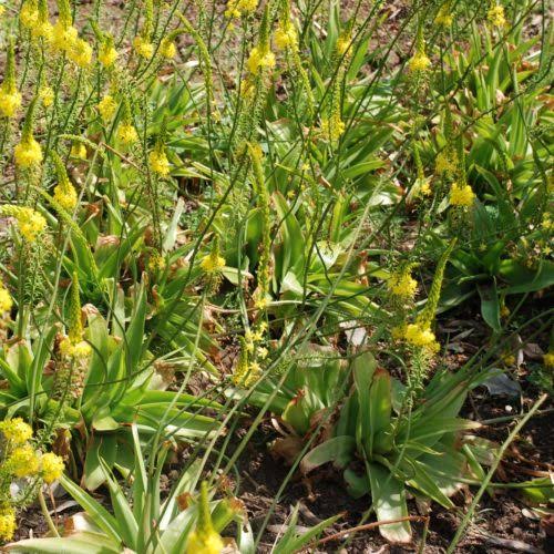 Bulbine natalensis seeds for home gardening and plant collections