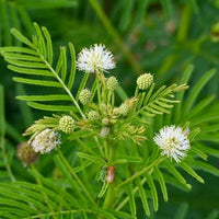 Bundle Flower Seeds Desmanthus illinoensis for Garden Planting and Natural Outdoor Spaces