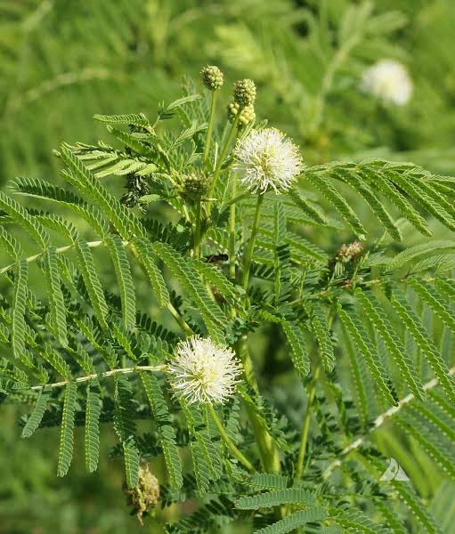 Bundle Flower Desmanthus illinoensis seeds for native gardens