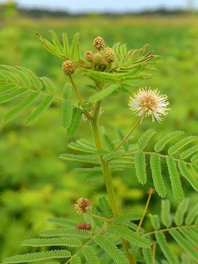 Desmanthus illinoensis plant with finely divided foliage