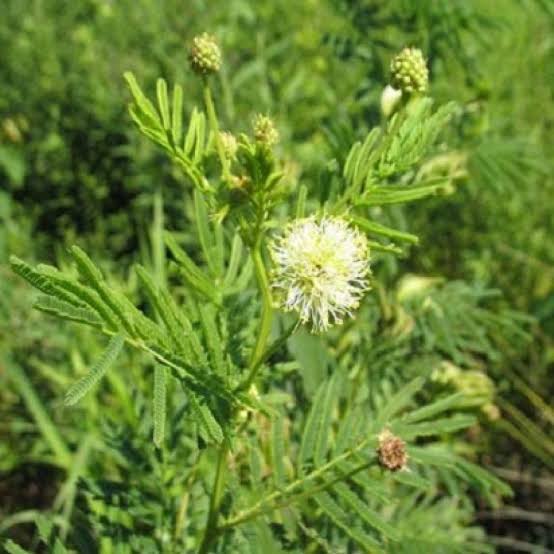 Desmanthus illinoensis Bundle Flower seeds for native plant gardening