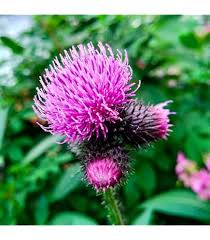 Burdock Gobo Arctium lappa Seeds for Vegetable Gardens, Home Gardening, and Edible Root Cultivation