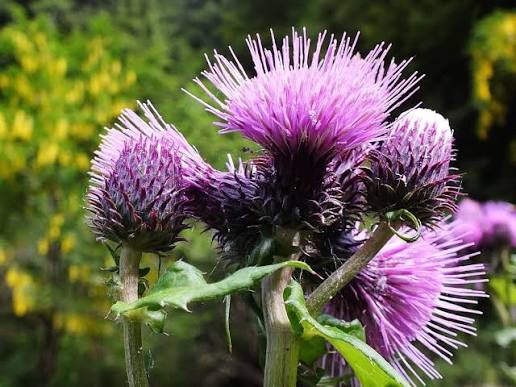 Burdock Root Gobo Arctium lappa seeds for vegetable gardening