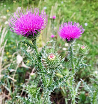 Burdock plant with broad green leaves growing in a garden