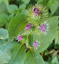Burdock plant with broad green leaves growing in a garden