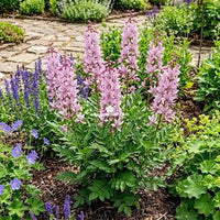 Burning Bush Flower Seeds Dictamnus purpureus for Garden Borders and Outdoor Spaces