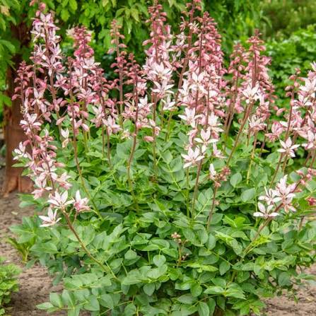 Burning Bush seeds for ornamental home garden planting