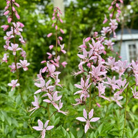 Dictamnus Purpureus Seeds for Burning Bush Ornamental Plants, Home Gardening, and Garden Landscaping