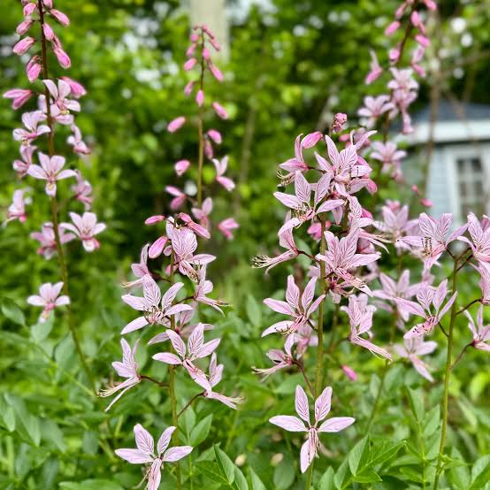 Burning Bush flower seeds Dictamnus purpureus for outdoor gardening