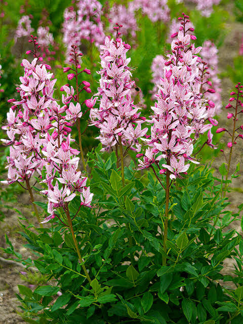 Burning Bush flowering plant for garden borders and landscape planting