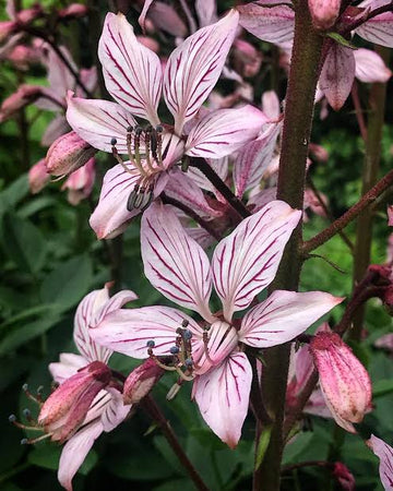 Burning Bush Dictamnus purpureus seeds for ornamental gardening