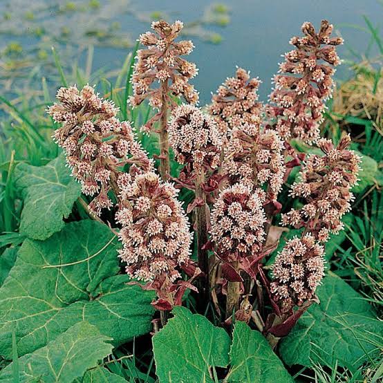 Butterbur Petasites hybridus seeds for natural garden planting